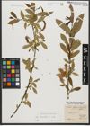 Foto von Salix triandra subsp. triandra L.